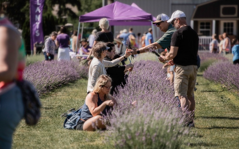 The Lavender Harvest Festival - 8th Annual